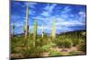 Organ Pipe Cactus National Monument, Ajo Mountain Drive in the Desert-Richard Wright-Mounted Photographic Print