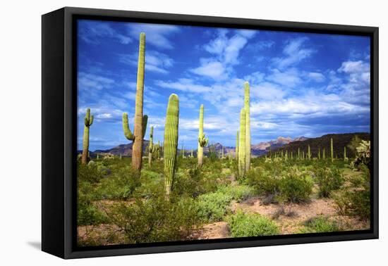 Organ Pipe Cactus National Monument, Ajo Mountain Drive in the Desert-Richard Wright-Framed Stretched Canvas