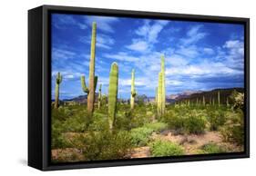 Organ Pipe Cactus National Monument, Ajo Mountain Drive in the Desert-Richard Wright-Framed Stretched Canvas