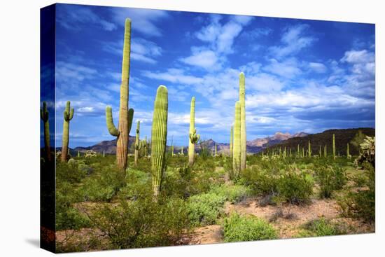 Organ Pipe Cactus National Monument, Ajo Mountain Drive in the Desert-Richard Wright-Stretched Canvas