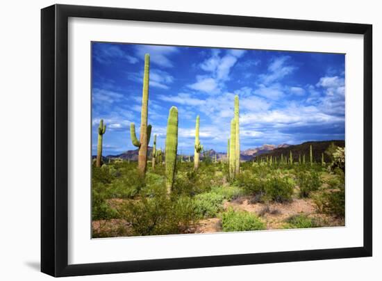 Organ Pipe Cactus National Monument, Ajo Mountain Drive in the Desert-Richard Wright-Framed Photographic Print