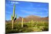 Organ Pipe Cactus National Monument, Ajo Mountain Drive in the Desert-Richard Wright-Mounted Photographic Print