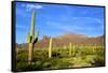 Organ Pipe Cactus National Monument, Ajo Mountain Drive in the Desert-Richard Wright-Framed Stretched Canvas