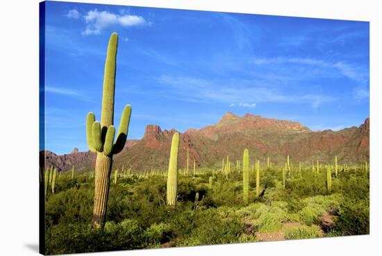 Organ Pipe Cactus National Monument, Ajo Mountain Drive in the Desert-Richard Wright-Stretched Canvas
