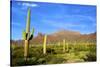 Organ Pipe Cactus National Monument, Ajo Mountain Drive in the Desert-Richard Wright-Stretched Canvas