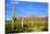 Organ Pipe Cactus National Monument, Ajo Mountain Drive in the Desert-Richard Wright-Stretched Canvas