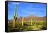 Organ Pipe Cactus National Monument, Ajo Mountain Drive in the Desert-Richard Wright-Framed Stretched Canvas