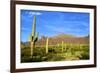 Organ Pipe Cactus National Monument, Ajo Mountain Drive in the Desert-Richard Wright-Framed Photographic Print