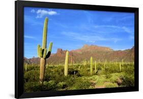 Organ Pipe Cactus National Monument, Ajo Mountain Drive in the Desert-Richard Wright-Framed Photographic Print