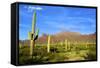 Organ Pipe Cactus National Monument, Ajo Mountain Drive in the Desert-Richard Wright-Framed Stretched Canvas