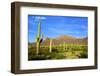 Organ Pipe Cactus National Monument, Ajo Mountain Drive in the Desert-Richard Wright-Framed Photographic Print