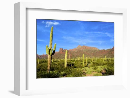 Organ Pipe Cactus National Monument, Ajo Mountain Drive in the Desert-Richard Wright-Framed Photographic Print