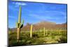 Organ Pipe Cactus National Monument, Ajo Mountain Drive in the Desert-Richard Wright-Mounted Photographic Print