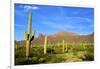 Organ Pipe Cactus National Monument, Ajo Mountain Drive in the Desert-Richard Wright-Framed Photographic Print