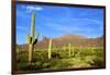 Organ Pipe Cactus National Monument, Ajo Mountain Drive in the Desert-Richard Wright-Framed Photographic Print