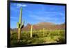 Organ Pipe Cactus National Monument, Ajo Mountain Drive in the Desert-Richard Wright-Framed Photographic Print