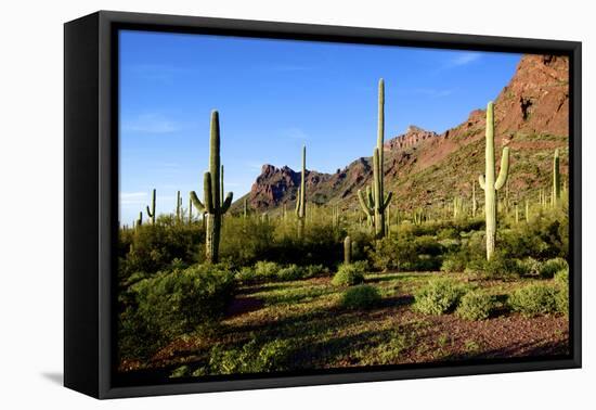 Organ Pipe Cactus National Monument, Ajo Mountain Drive in the Desert-Richard Wright-Framed Stretched Canvas