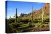 Organ Pipe Cactus National Monument, Ajo Mountain Drive in the Desert-Richard Wright-Stretched Canvas