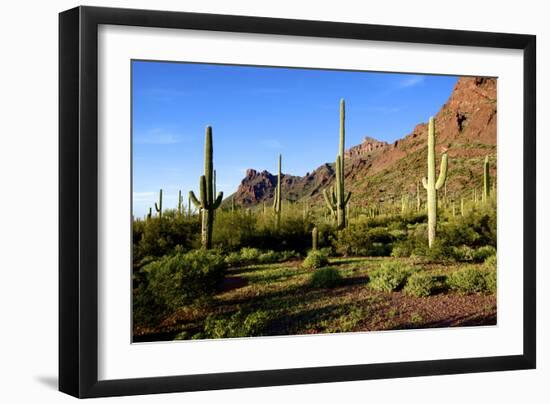 Organ Pipe Cactus National Monument, Ajo Mountain Drive in the Desert-Richard Wright-Framed Photographic Print