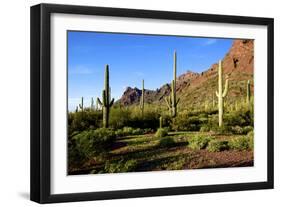 Organ Pipe Cactus National Monument, Ajo Mountain Drive in the Desert-Richard Wright-Framed Photographic Print