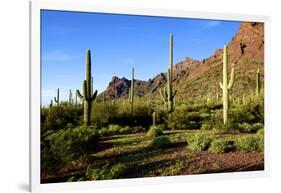 Organ Pipe Cactus National Monument, Ajo Mountain Drive in the Desert-Richard Wright-Framed Photographic Print