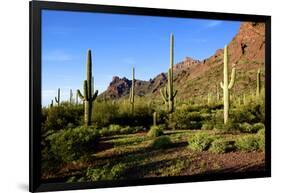 Organ Pipe Cactus National Monument, Ajo Mountain Drive in the Desert-Richard Wright-Framed Photographic Print