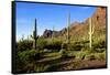 Organ Pipe Cactus National Monument, Ajo Mountain Drive in the Desert-Richard Wright-Framed Stretched Canvas