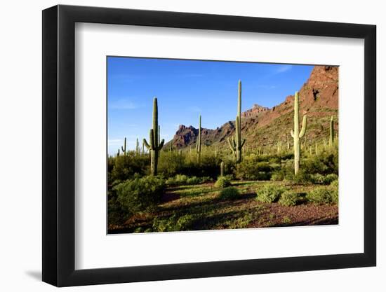 Organ Pipe Cactus National Monument, Ajo Mountain Drive in the Desert-Richard Wright-Framed Photographic Print