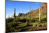 Organ Pipe Cactus National Monument, Ajo Mountain Drive in the Desert-Richard Wright-Mounted Photographic Print