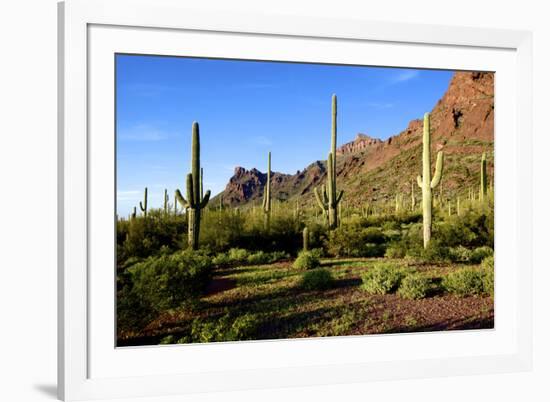 Organ Pipe Cactus National Monument, Ajo Mountain Drive in the Desert-Richard Wright-Framed Photographic Print