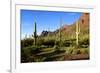 Organ Pipe Cactus National Monument, Ajo Mountain Drive in the Desert-Richard Wright-Framed Photographic Print