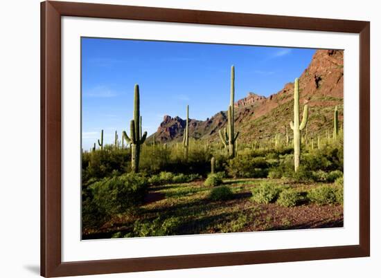 Organ Pipe Cactus National Monument, Ajo Mountain Drive in the Desert-Richard Wright-Framed Photographic Print