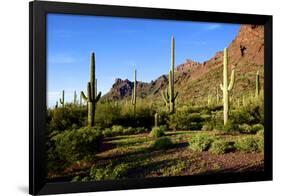 Organ Pipe Cactus National Monument, Ajo Mountain Drive in the Desert-Richard Wright-Framed Photographic Print