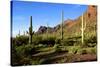 Organ Pipe Cactus National Monument, Ajo Mountain Drive in the Desert-Richard Wright-Stretched Canvas