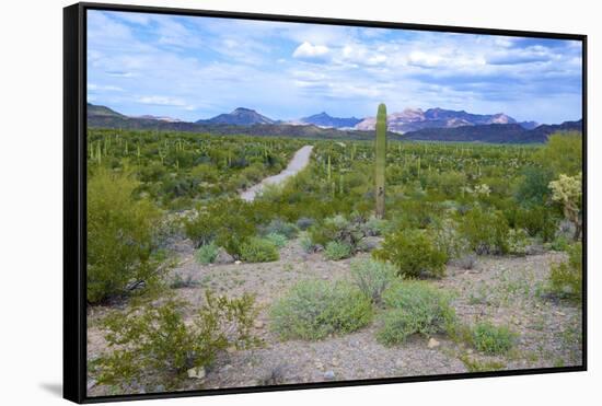 Organ Pipe Cactus National Monument, Ajo Mountain Drive in the Desert-Richard Wright-Framed Stretched Canvas