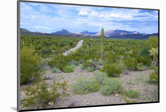 Organ Pipe Cactus National Monument, Ajo Mountain Drive in the Desert-Richard Wright-Mounted Photographic Print