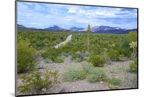 Organ Pipe Cactus National Monument, Ajo Mountain Drive in the Desert-Richard Wright-Mounted Photographic Print