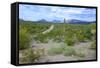 Organ Pipe Cactus National Monument, Ajo Mountain Drive in the Desert-Richard Wright-Framed Stretched Canvas