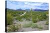 Organ Pipe Cactus National Monument, Ajo Mountain Drive in the Desert-Richard Wright-Stretched Canvas