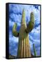 Organ Pipe Cactus National Monument, Ajo Mountain Drive in the Desert-Richard Wright-Framed Stretched Canvas