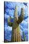 Organ Pipe Cactus National Monument, Ajo Mountain Drive in the Desert-Richard Wright-Stretched Canvas