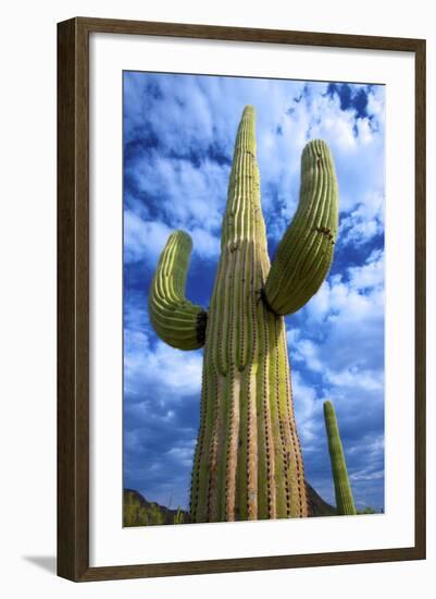 Organ Pipe Cactus National Monument, Ajo Mountain Drive in the Desert-Richard Wright-Framed Photographic Print