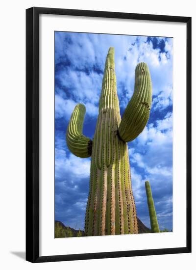 Organ Pipe Cactus National Monument, Ajo Mountain Drive in the Desert-Richard Wright-Framed Photographic Print