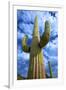 Organ Pipe Cactus National Monument, Ajo Mountain Drive in the Desert-Richard Wright-Framed Photographic Print