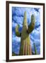 Organ Pipe Cactus National Monument, Ajo Mountain Drive in the Desert-Richard Wright-Framed Photographic Print