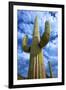 Organ Pipe Cactus National Monument, Ajo Mountain Drive in the Desert-Richard Wright-Framed Photographic Print