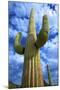 Organ Pipe Cactus National Monument, Ajo Mountain Drive in the Desert-Richard Wright-Mounted Photographic Print