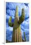 Organ Pipe Cactus National Monument, Ajo Mountain Drive in the Desert-Richard Wright-Framed Photographic Print