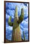 Organ Pipe Cactus National Monument, Ajo Mountain Drive in the Desert-Richard Wright-Framed Photographic Print