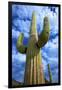 Organ Pipe Cactus National Monument, Ajo Mountain Drive in the Desert-Richard Wright-Framed Photographic Print